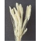 SETARIA 24" BLEACHED- OUT OF STOCK